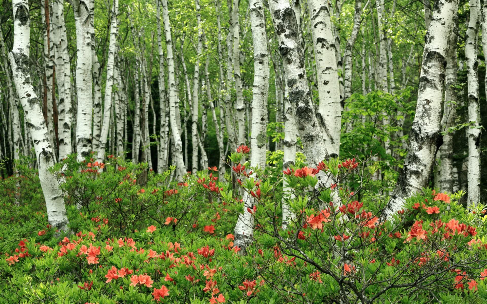 世界登山青年导师生态修复示范项目新增合作企业名单公布，国际登山联合会